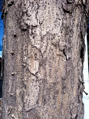 Roseodendron donnell-smithii