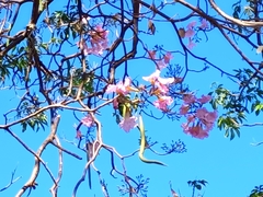 Tabebuia rosea