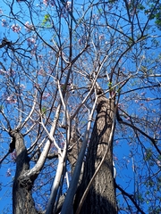 Tabebuia rosea