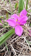 Tradescantia tharpii