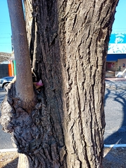 Tabebuia rosea