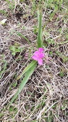 Tradescantia tharpii