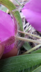 Tradescantia tharpii