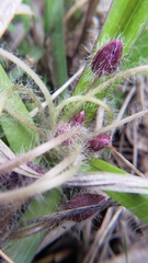 Tradescantia tharpii