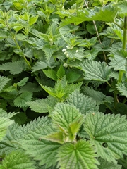 Lamium album