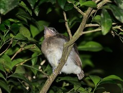 Hypsipetes philippinus