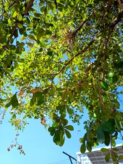 Terminalia buceras