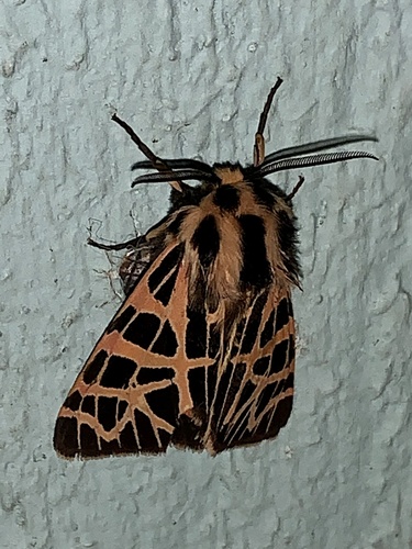 Ornate Tiger Moth photo 5