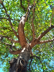 Terminalia buceras