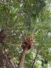 Livistona chinensis