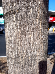 Terminalia buceras