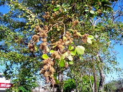 Terminalia buceras