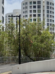 Magnoliopsida