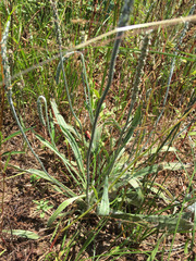 Plantago hookeriana