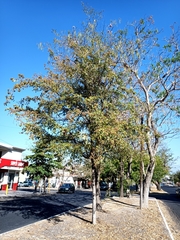 Terminalia buceras
