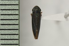 Graphocephala confluens