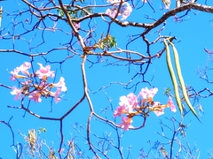 Tabebuia rosea
