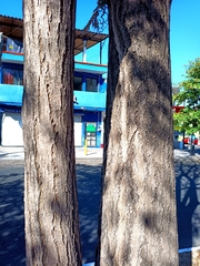 Tabebuia rosea