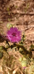 Cirsium mexicanum