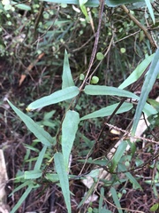 Parsonsia heterophylla