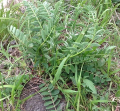 Astragalus canadensis