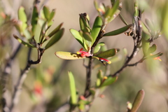 Grevillea pauciflora