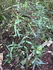 Parsonsia heterophylla