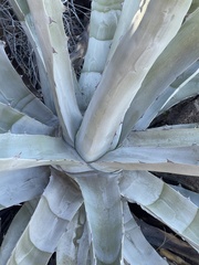 Agave sobria sobria