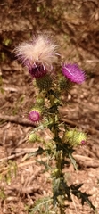 Cirsium mexicanum
