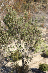 Grevillea pauciflora