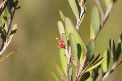 Grevillea pauciflora