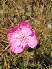 Oenothera deserticola