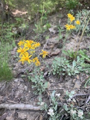 Packera antennariifolia