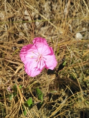 Oenothera deserticola