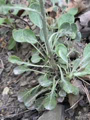 Packera antennariifolia
