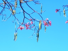 Tabebuia rosea