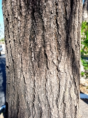 Tabebuia rosea