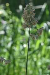 Dactylis glomerata