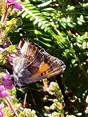 Capys alphaeus alphaeus