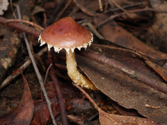 Stropharia formosa