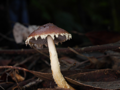 Stropharia formosa