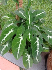 Syngonium wendlandii