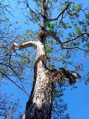 Tabebuia rosea