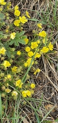 Potentilla asiatica
