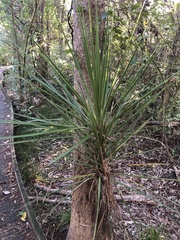 Cordyline australis