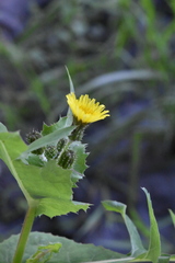 Sonchus oleraceus