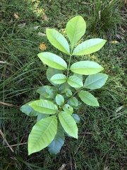 Dysoxylum spectabile