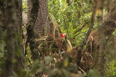 Disocactus speciosus