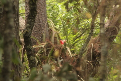 Disocactus speciosus
