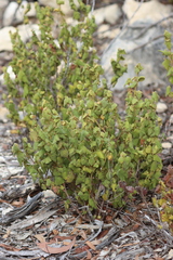 Lasiopetalum schulzenii